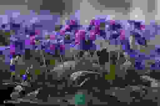 紫花地丁(Viola yedoensis Makino)