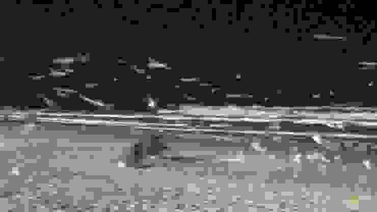 晚上，沖浪者天堂沙灘上成群的海鷗，照片超糊的