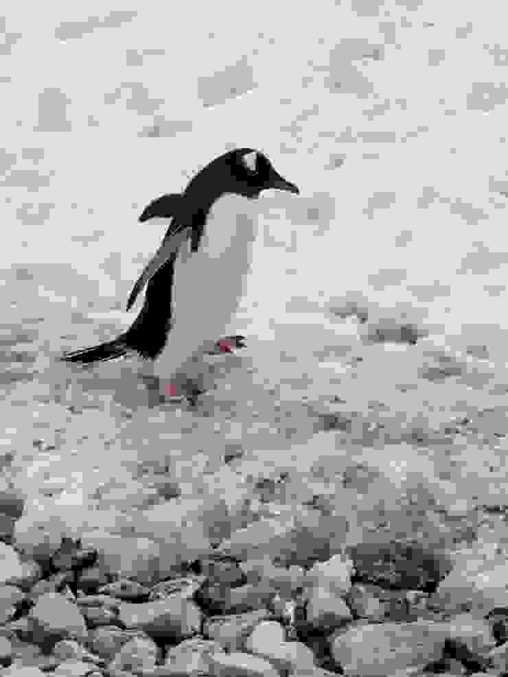 大家好！我是巴布亞企鵝（Gentoo）。我是游泳高手，住在南極或亞南極的島嶼上，南極半島也可以看到我。