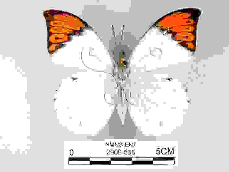 端紅蝶，資料來源：國立自然科學博物館