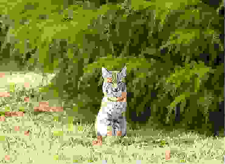 打個岔：這不是貓，是野山貓。相當於雲豹，就出現在落地窗前。