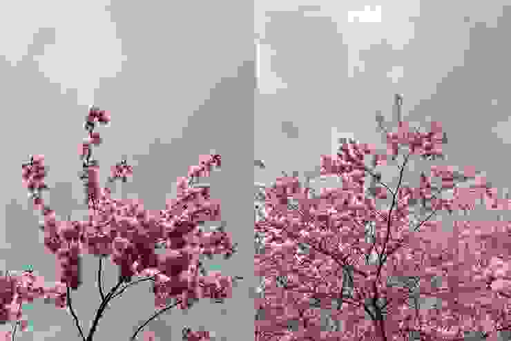 陰天的櫻花枝