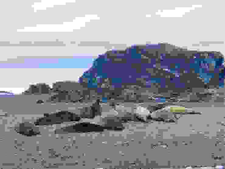 岸邊石灘上的象海豹。