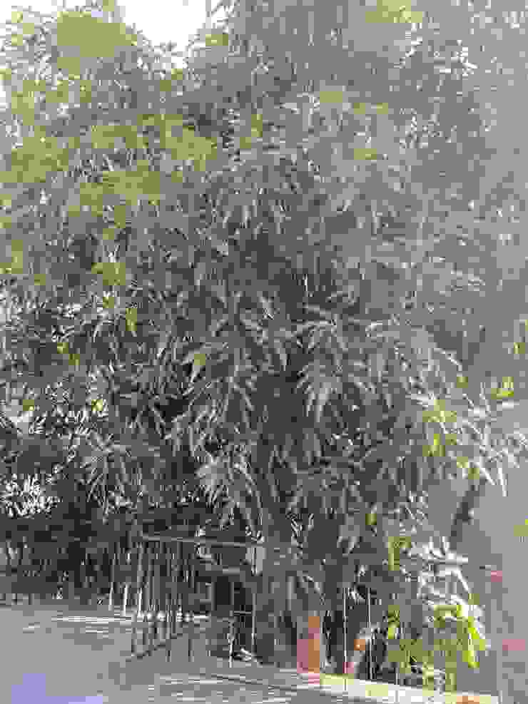60歲的芒果樹