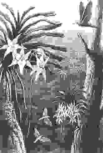 英國演化學家華萊士在1867年所繪的想像圖，「假設」某種蛾類能為大彗星蘭授粉，30多年後果然發現長喙天蛾的存在。