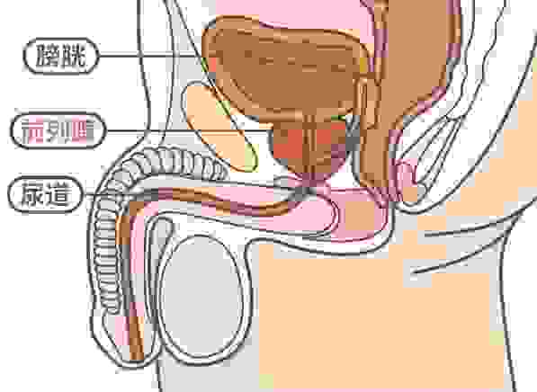 男生的陰莖、尿道、前列腺構造圖