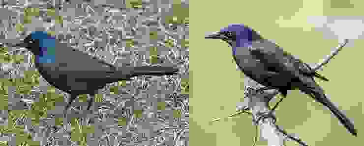 （圖二）美洲黑羽椋鳥 (Quiscalus quiscula)，左靠近美國內陸，右靠近佛羅里達州（感謝Heather Paul與Rhododendrites提供）