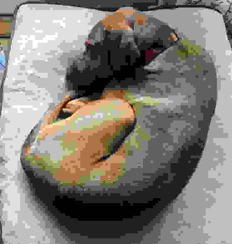 傑特睡成了一個美味的甜甜圈！