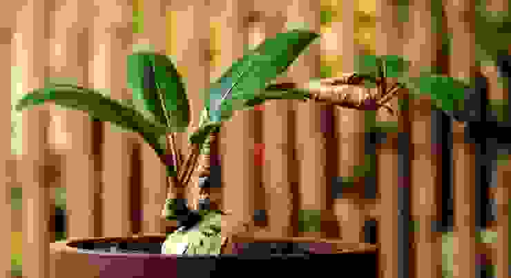 拉巴提大戟(Euphorbia labatii)