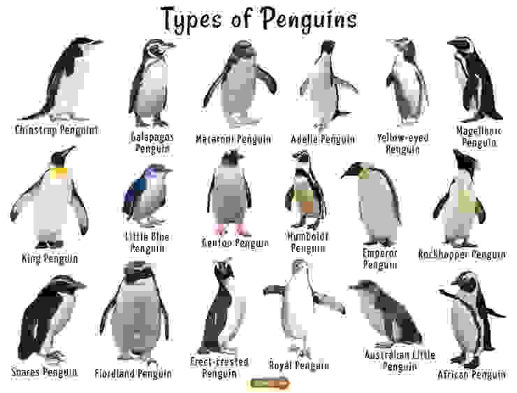 目前世界上的18種企鵝 你認識幾種？