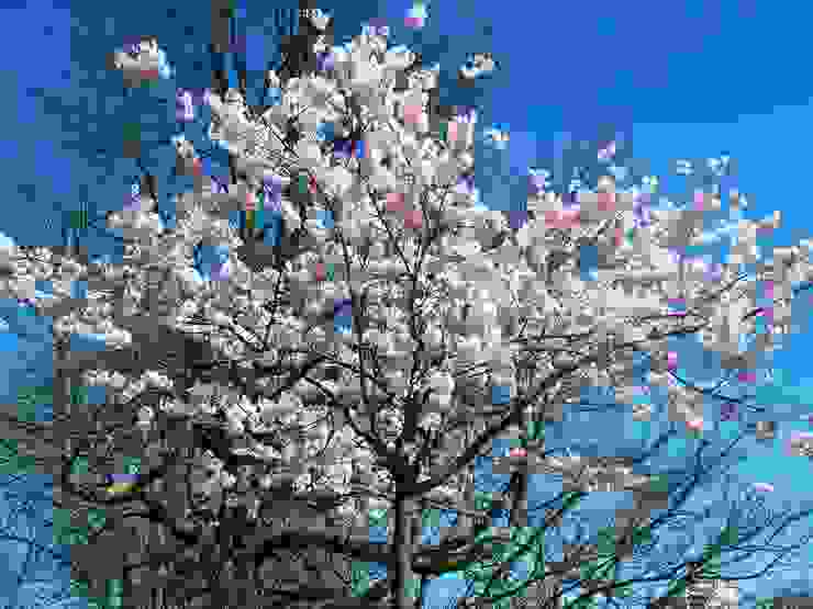 三月初春限定的粉色美景-圖片來源：Pixabay