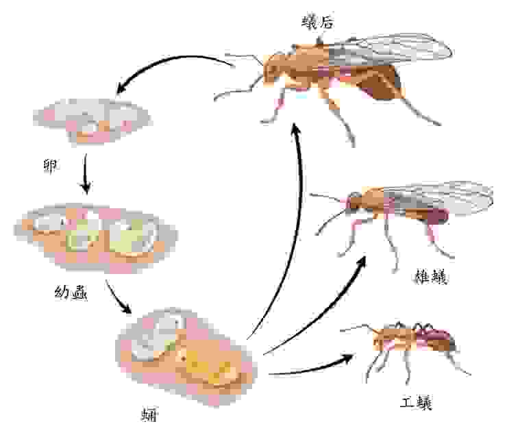 （圖四）有些昆蟲除了幼蟲與成蟲不同外，也有不同的特化個體（感謝DmdM提供）