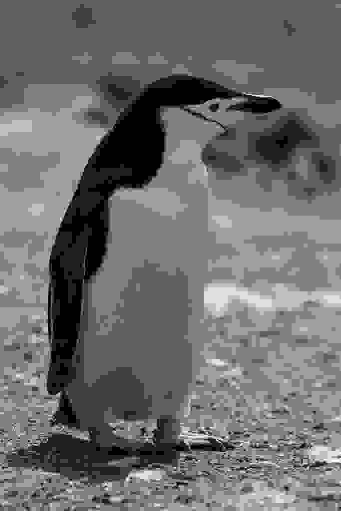 南極企鵝（Gilad Rom攝影）