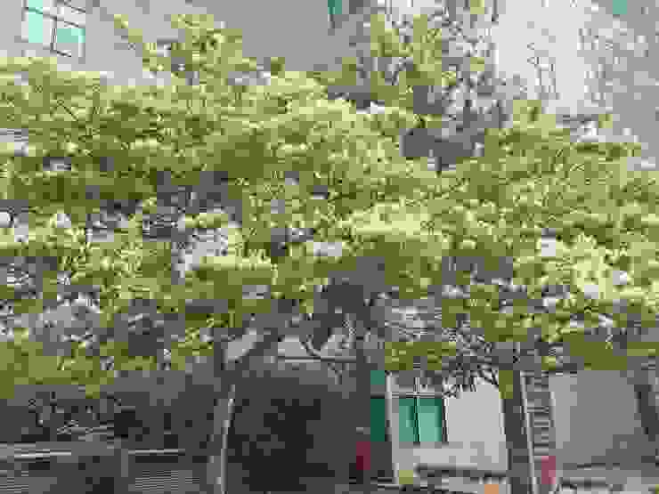 流蘇花瓣裂片細長，宛若古代仕女服裝上細長如絲的設計，故名為「流蘇」/新北市政府綠美化環境景觀處提供