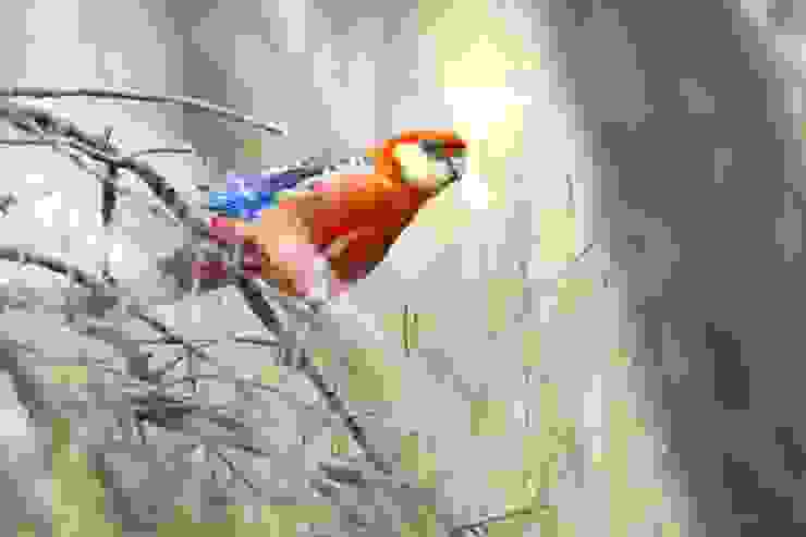 Western Rosella / 西澳玫瑰鸚鵡