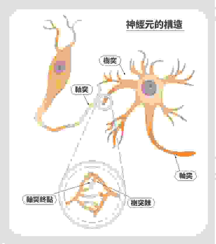 神經細胞與突觸的構造
