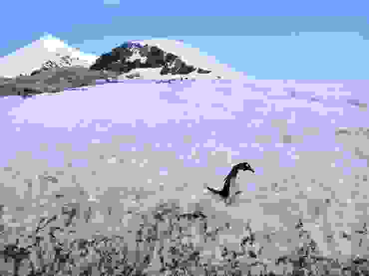 巴布亞企鵝（Gentoo），南極。