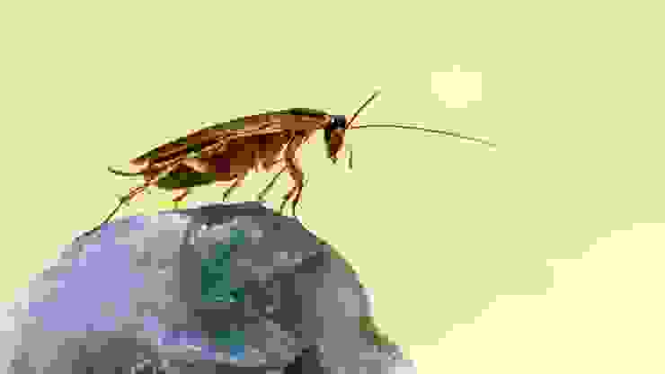 https://pixabay.com/zh/photos/german-cockroach-insect-pest-6982350/