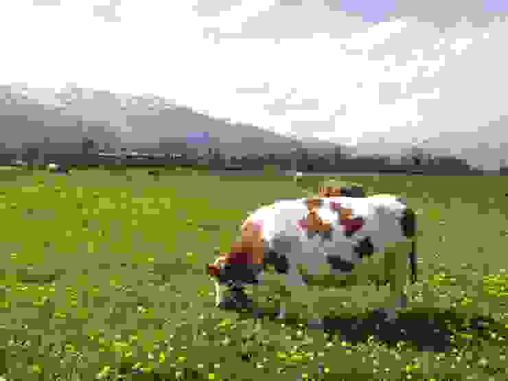 在列支敦士登常能見到這樣的場景，牛群悠閒地吃著草，身上的牛鈴也因晃動而發出清脆聲響，遠方則是壯麗的阿爾卑斯山脈。攝影／陳建璋