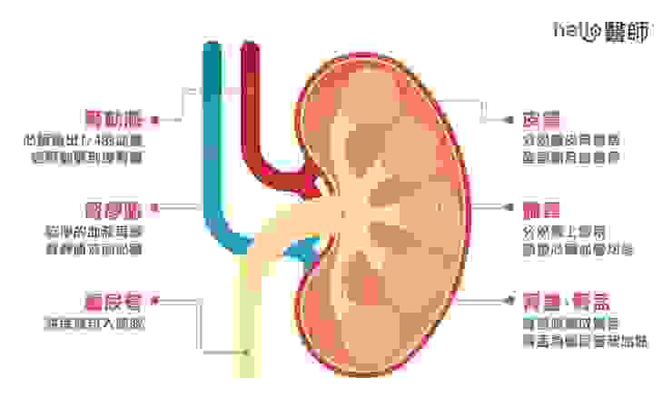 腎臟的剖面構造圖