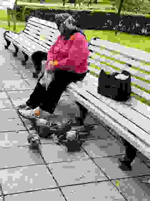老婦人坐在長椅上悠閒的餵鴿子