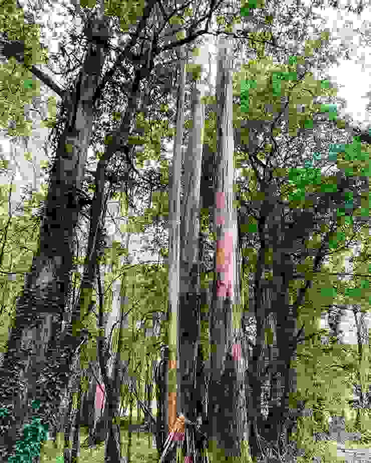 圖四：香噴噴尤加利樹
