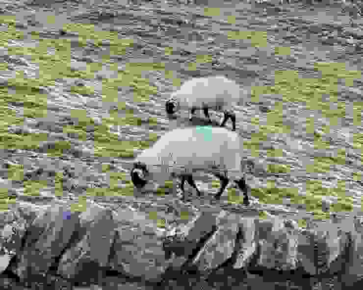 綿羊們