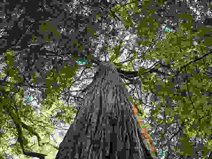 棲蘭170林道附近的巨大扁柏，讓我想起了美國西岸巨杉森林的樣貌。  這抱著樹幹仰望巨木的視角，那放射狀生長的美麗側枝，不正是地球上最美的永恆煙火嗎？  難怪我會這麼喜歡大樹。