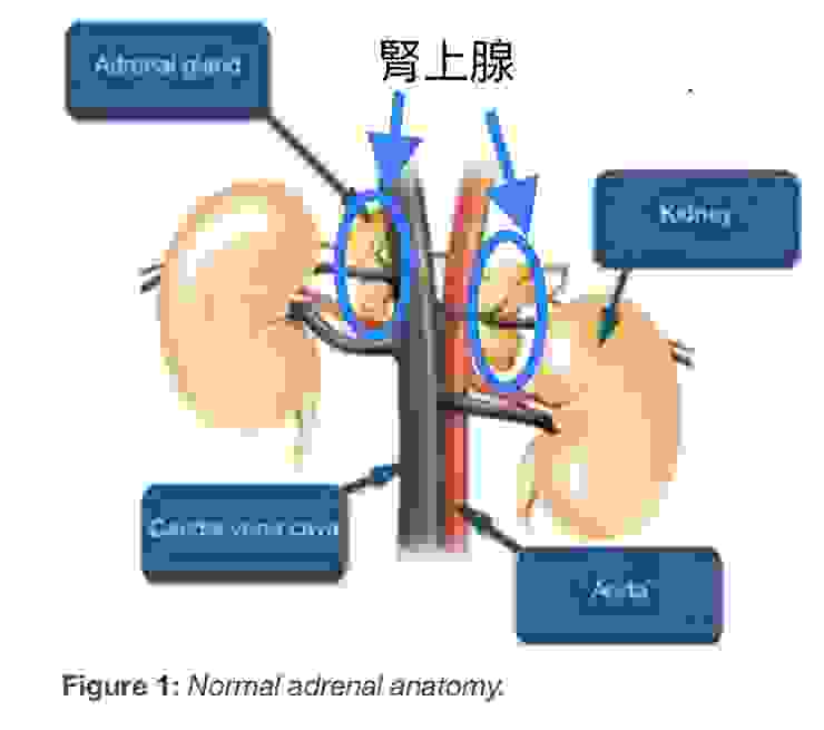 腎上腺的解剖位置