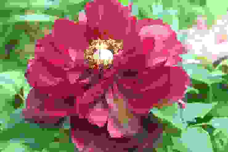 宋代牡丹名品——魏紫是「千葉」肉紅花，出於五代魏仁溥家。(圖為示意之用)