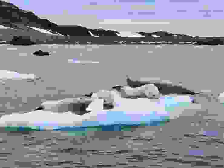 慵懶的海豹躺在冰山上。