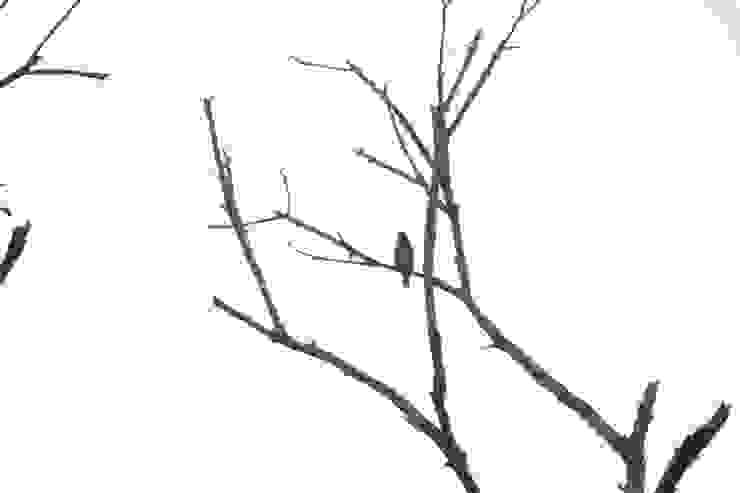 赤胸擬啄木鳥肚子有條紋，可以作識別