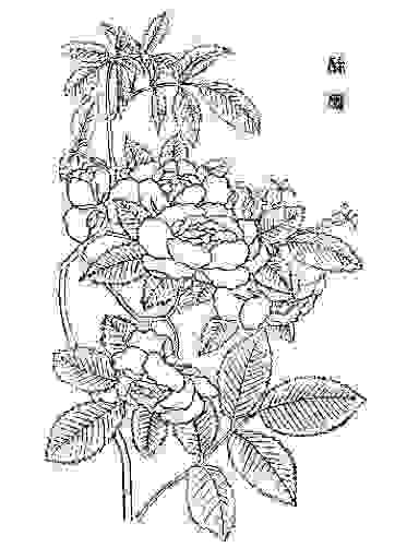 (清)吳其濬《植物名實圖考》中的荼蘼(1848年)
