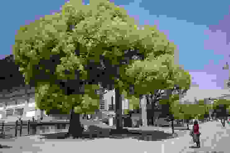 四天王寺的大樹