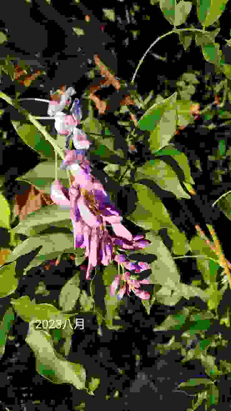 秋天的紫藤花