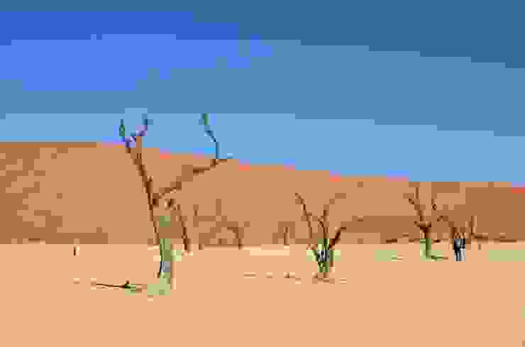 枯枝和沙漠