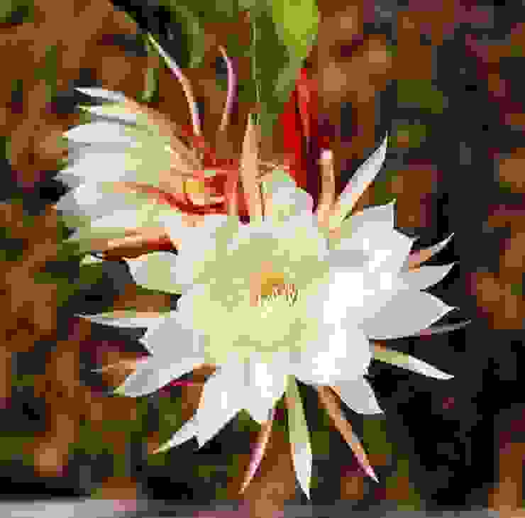 曇花(Epiphyllum oxypetalum)