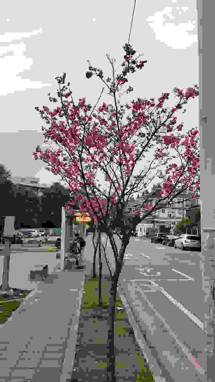 普通的公車候車處,多了盛開的櫻花,就有了春天的氣息。