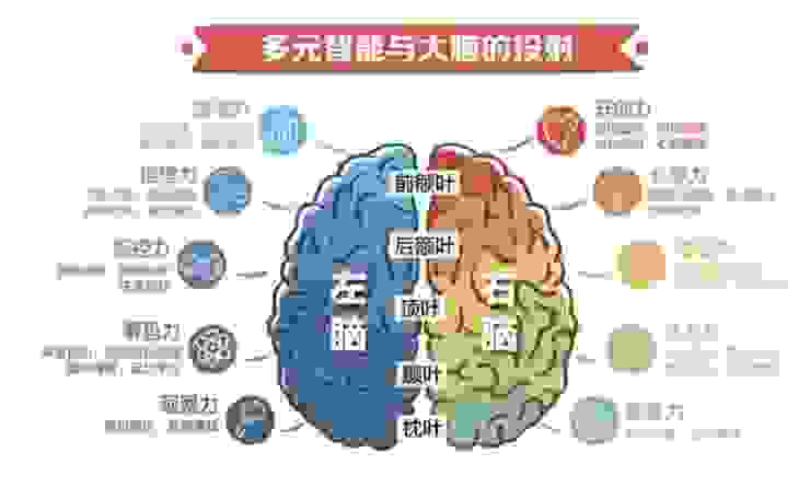 大腦結構區域