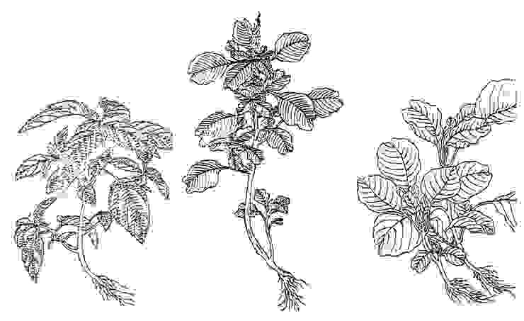 《植物名實圖考》（1848年），是清道光年間植物學家吳其濬所著的一種植物圖譜，插圖十分精細。在「莧」字條下有三個附圖，從右至左分別是白莧、野莧與人莧。