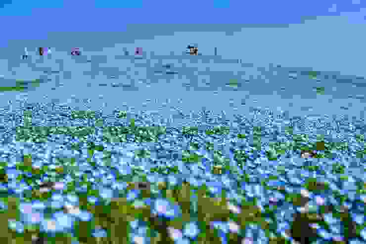 「みはらしの丘」的粉蝶花