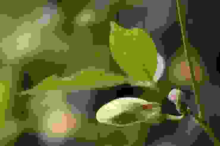 這是山珠豆-花苞 (取自網路圖片)