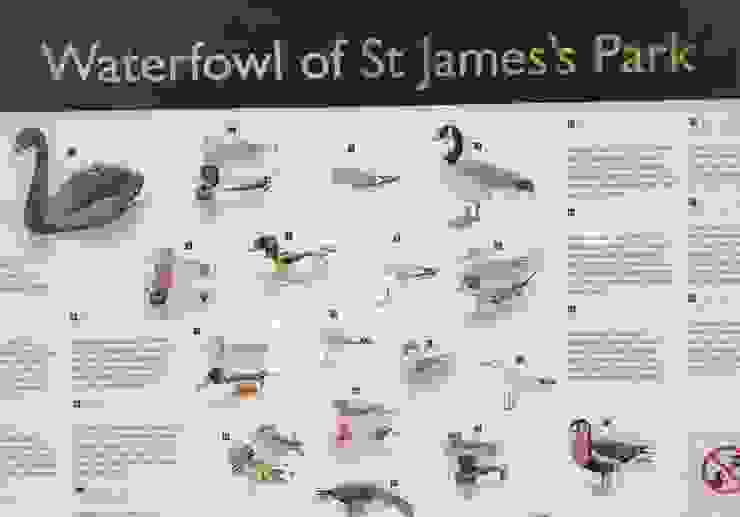 St. James's Park除了Pelican鵜鶘外，尚有數十種waterfowl（水禽）