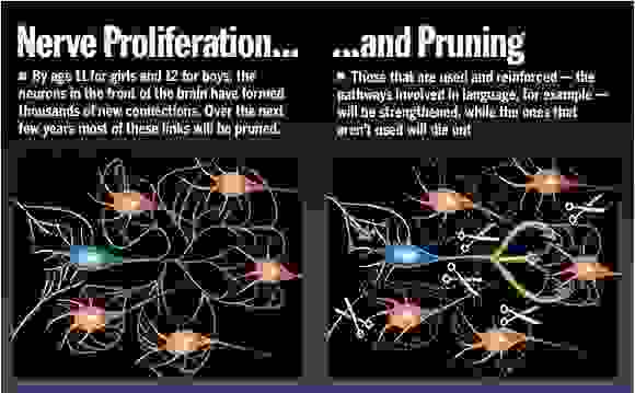 你的神經元除了加強主要幹道，也會把那些沒在使用的神經分支丟棄 圖／黃軒醫師資料照片-取自橘世代網站