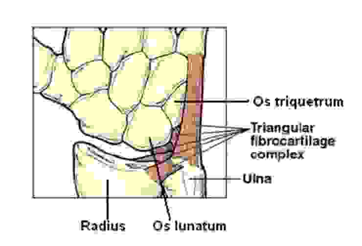 三角軟骨的位置