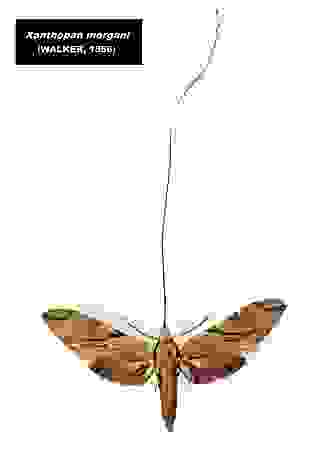 為紀念達爾文的當年的“預測”，故將此長喙天蛾命名為“praedicta”(預測天蛾)，倫敦自然史博物館的館藏標本