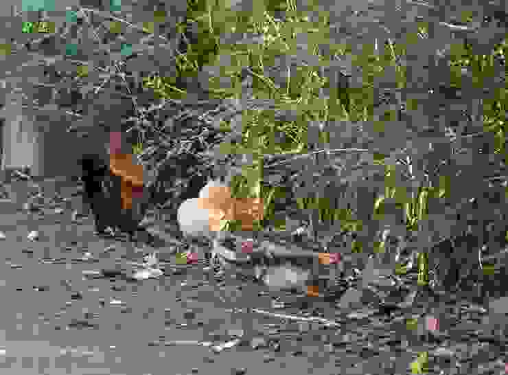 母雞帶者小雞筅土覓食,公雞在旁警戒,小雞已接近放子階段 ([陳傳義]拍攝)