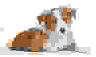 一隻丁香色的邊境牧羊犬和旁邊紅棕色的豚鼠作為對比。圖/Warren Photographic