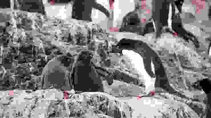 阿德利企鵝（Adélie penguin）及其雛鳥，Cone Island，Credit to Lena Bulych。