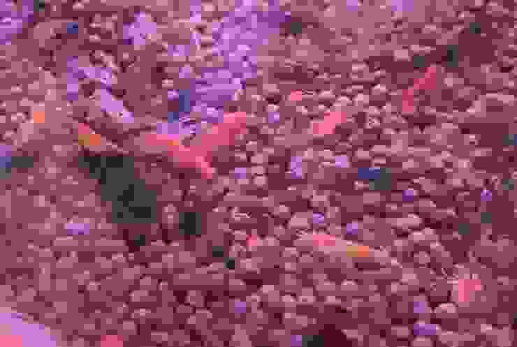 色彩繽紛的極火蝦